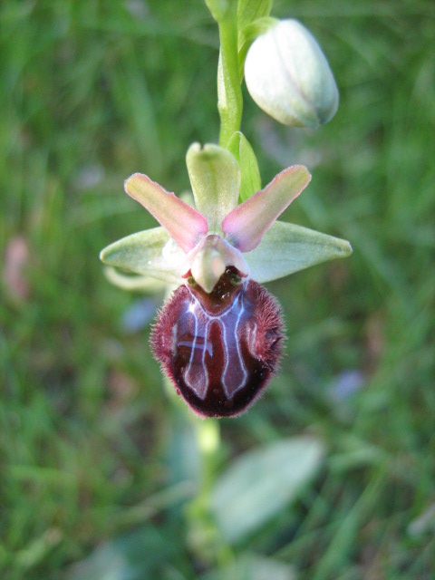Ophrys brutia / Ofride del Bruzio